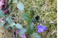 Vinca minor