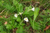Primula vulgaris