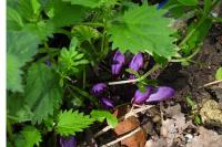 Lathraea clandestina