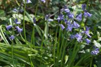 Hyacinthoides non-scripta