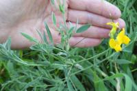 Lathyrus pratensis