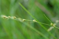 Carex divulsa