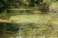 Nuphar lutea