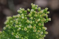 Erigeron canadensis