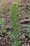 Erigeron canadensis