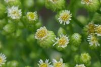 Erigeron canadensis