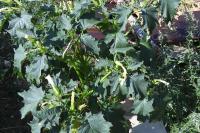 Datura stramonium