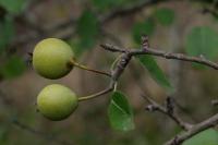 Pyrus communis subsp. pyraster