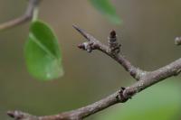 Pyrus communis subsp. pyraster