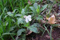 Silene latifolia