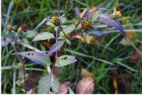 Bidens frondosa