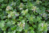 Lamium purpureum