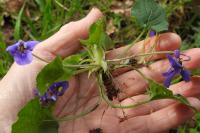Viola odorata
