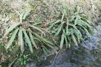 Asplenium scolopendrium