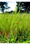 Lathyrus sphaericus