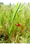 Lathyrus sphaericus
