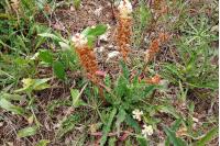 Orobanche