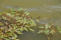 Potamogeton nodosus