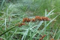 Carex vulpina