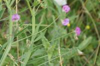 Lathyrus hirsutus