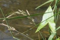 Sagittaria sagittifolia