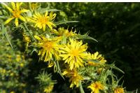 Scolymus hispanicus