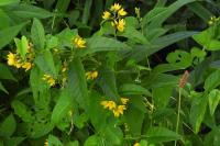 Lysimachia vulgaris