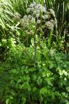 Angelica sylvestris