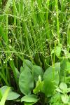 Alisma plantago-aquatica