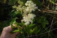 Filipendula ulmaria