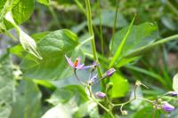 Solanum dulcamara