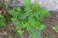Ailanthus altissima