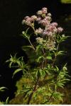 Eupatorium cannabinum