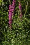 Lythrum salicaria