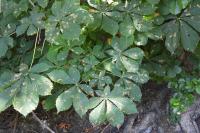 Aesculus hippocastanum