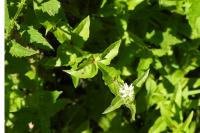 Stellaria aquatica