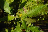 Rorippa amphibia