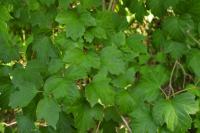 Viburnum opulus