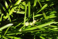 Sparganium emersum