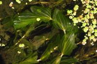 Potamogeton perfoliatus