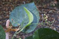 Tilia cordata