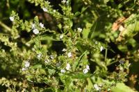 Veronica anagallis-aquatica
