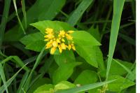 Lysimachia vulgaris