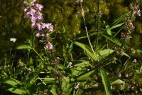 Stachys palustris