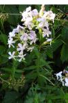 Saponaria officinalis
