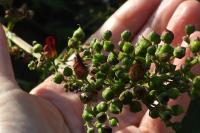 Scrophularia auriculata