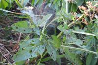 Scrophularia auriculata