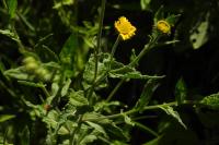 Pulicaria dysenterica
