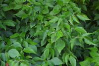 Acer negundo