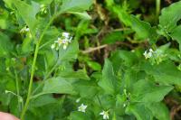 Solanum nigrum